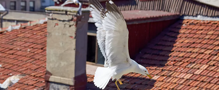 Residential Chimney Animal Removal Solution in Passaic, NJ