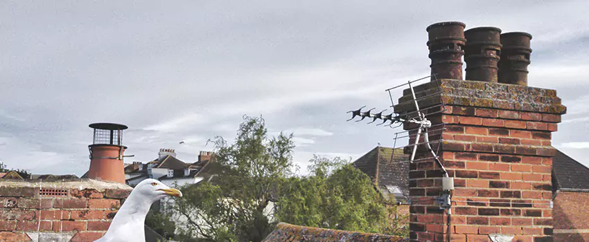 Chimney Cleaning And Restoration in Passaic, New Jersey